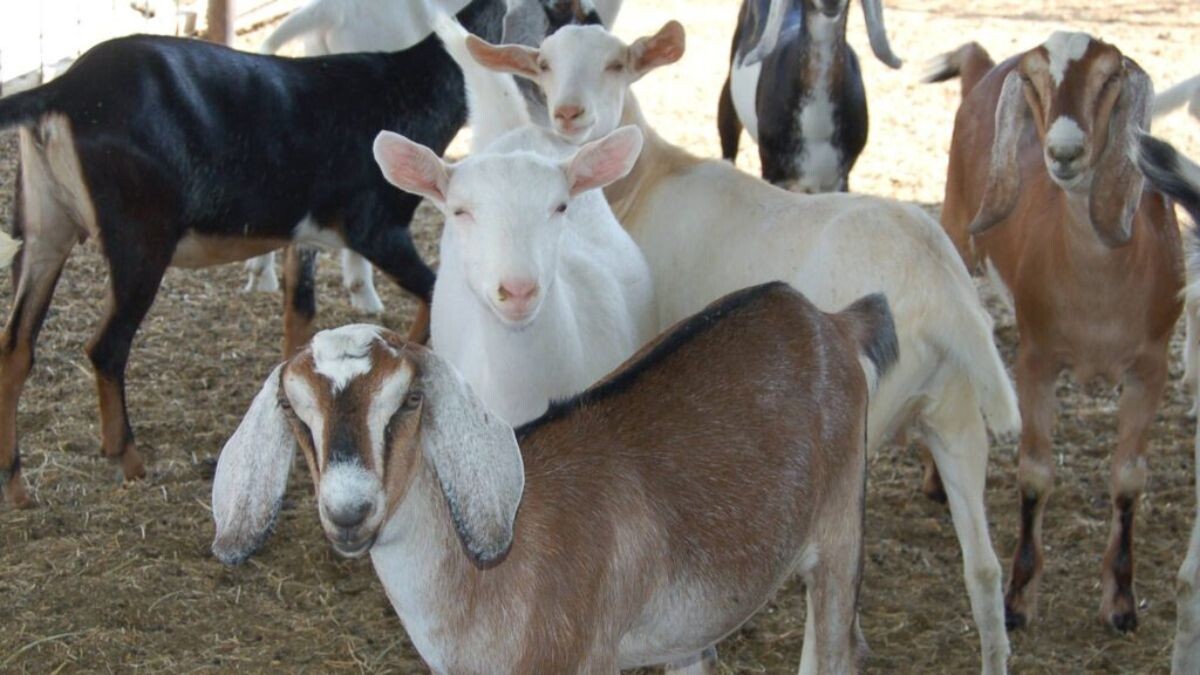 Bihar government will give up to 90% subsidy on goat rearing