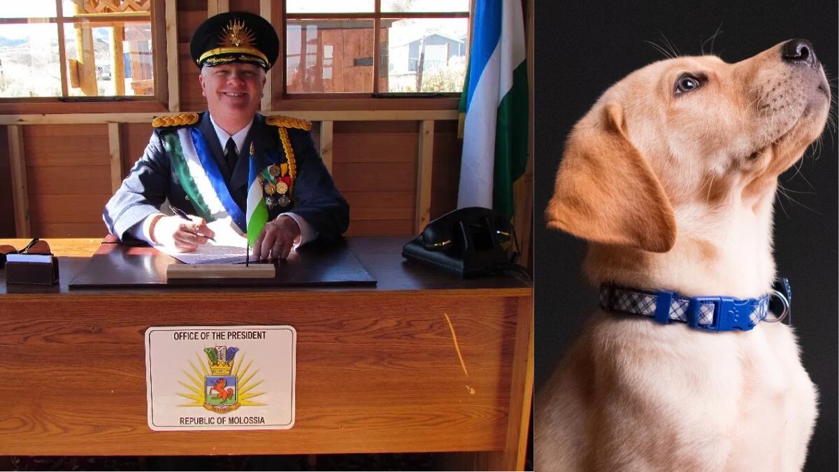 Do dogs also get citizenship in this country