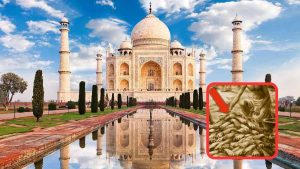 Taj Mahal Unknown Facts