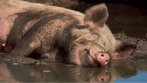 Why do pigs roam in mud