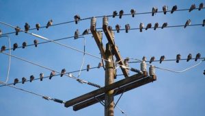 birds sitting on electrical wires