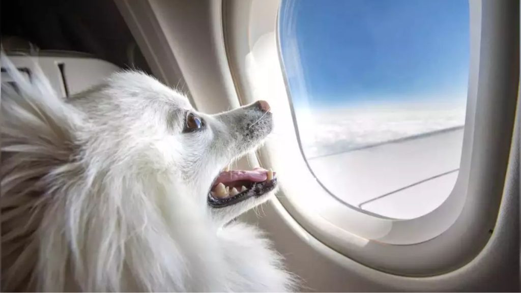 Are pets allowed on flights