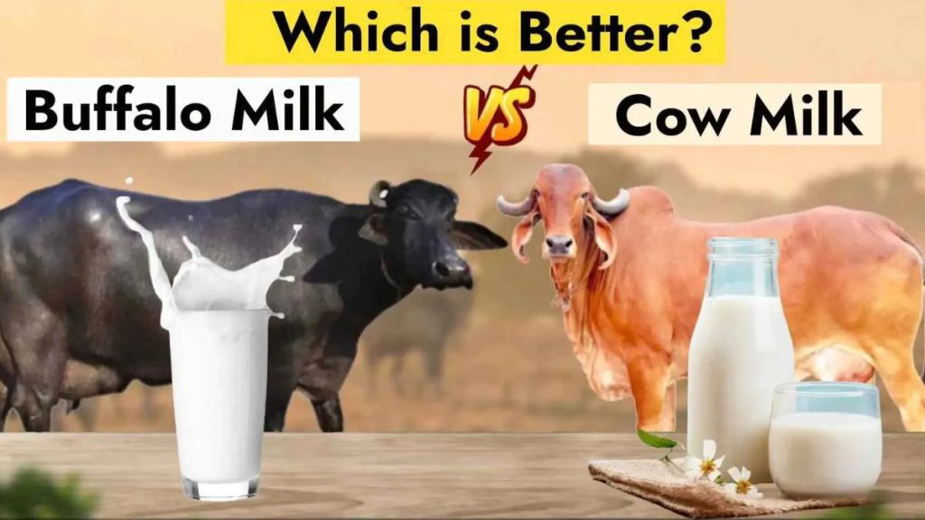 Cow Vs Buffalo Milk