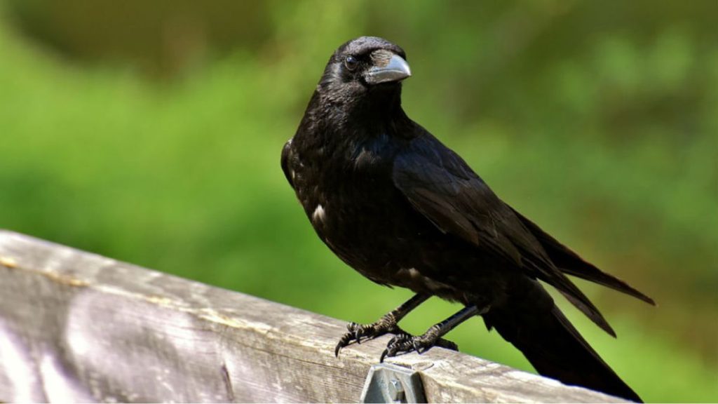 How old is a crow