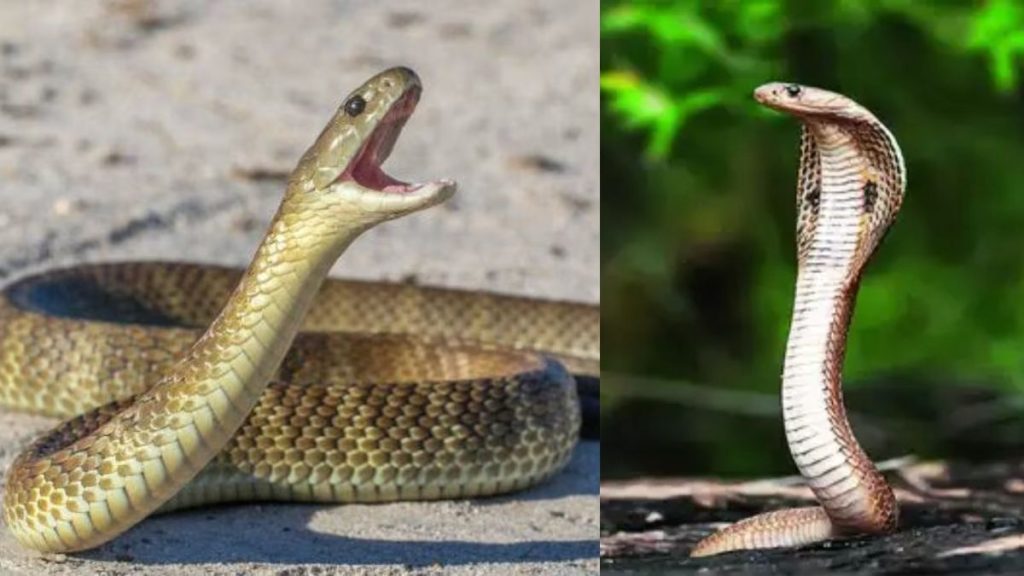 Snake Killing Facts