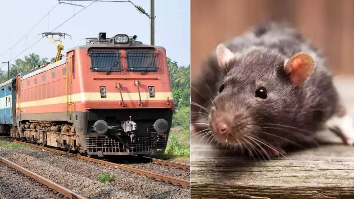 A rat bit your bag in the train