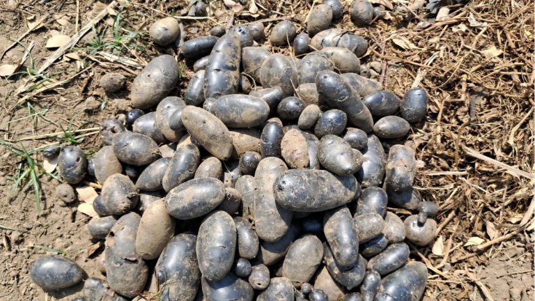 Black Potato cultivation is happening in Bihar