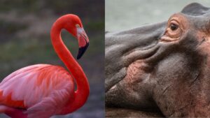flamingo and hippo