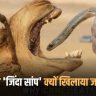 Why Are Live Snakes Fed To Camels