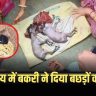 Goat Gives Birth To Calf
