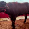 Bihar Sonepur Fair