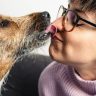 Why do dogs lick human bodies