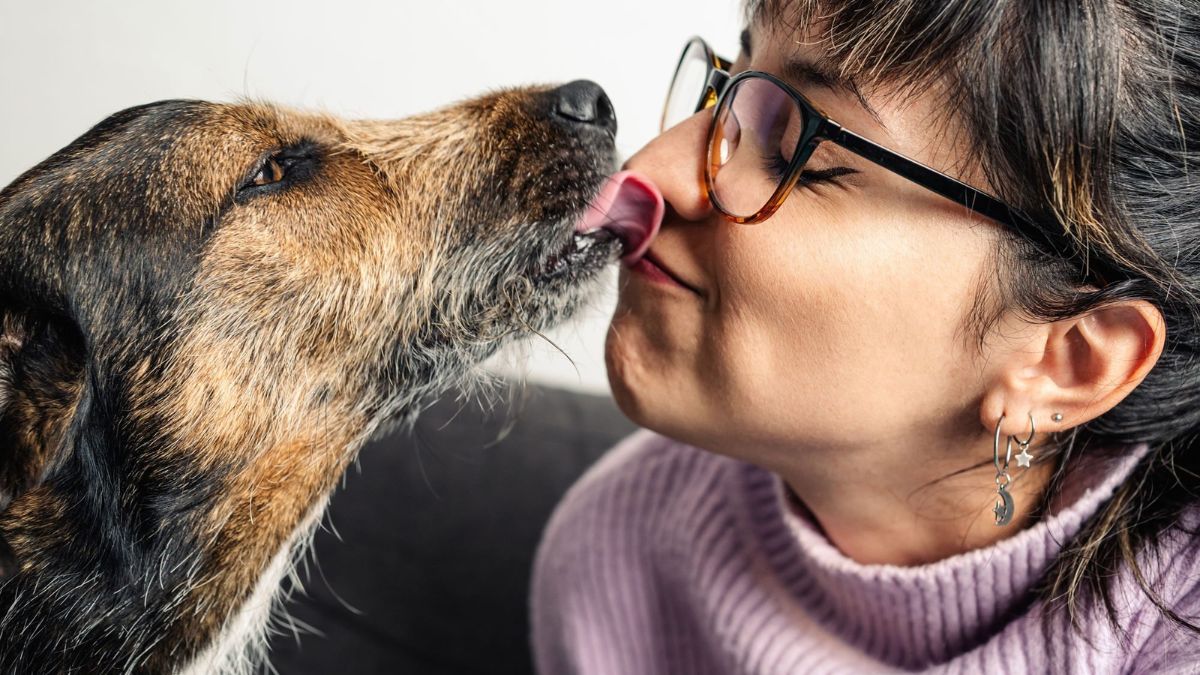 Why do dogs lick human bodies