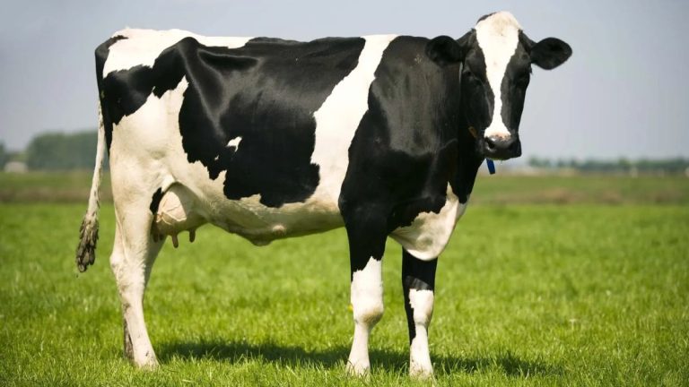 Most Milk-Yielding Cow in The World