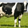 Most Milk-Yielding Cow in The World