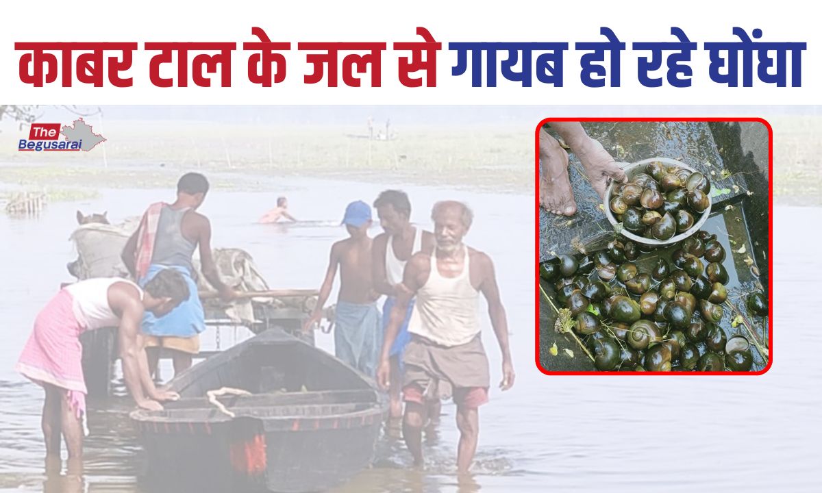 Apple snails are disappearing from the waters of Kabar Tal.